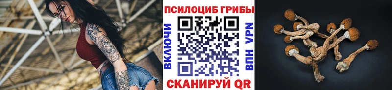 где купить наркоту Медвежьегорск Псилоцибиновые грибы мицелий
